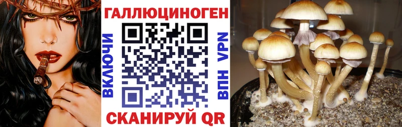 Псилоцибиновые грибы Psilocybe  KRAKEN ТОР  Колпашево 